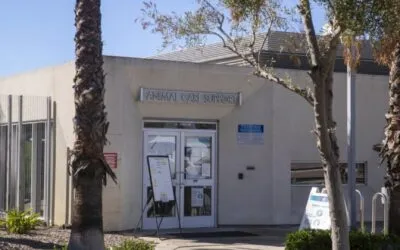 Van Nuys Dog Bite Leads to Severe Injury and Legal Settlement